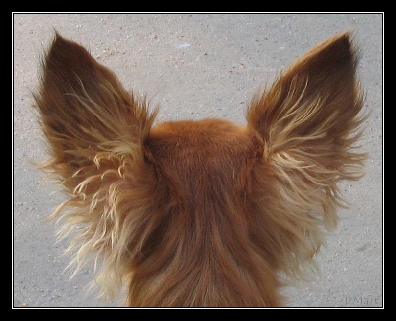 photo "Ears" tags: portrait, nature, pets/farm animals