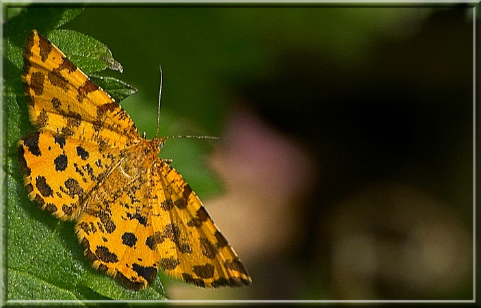 photo "On edge" tags: nature, insect