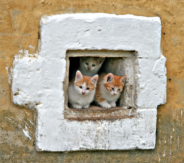 photo "From a series " Monastic cats ". 1." tags: nature, travel, Europe, pets/farm animals