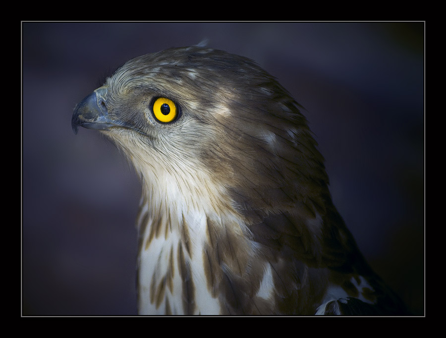 photo "Untitled photo" tags: nature, wild animals