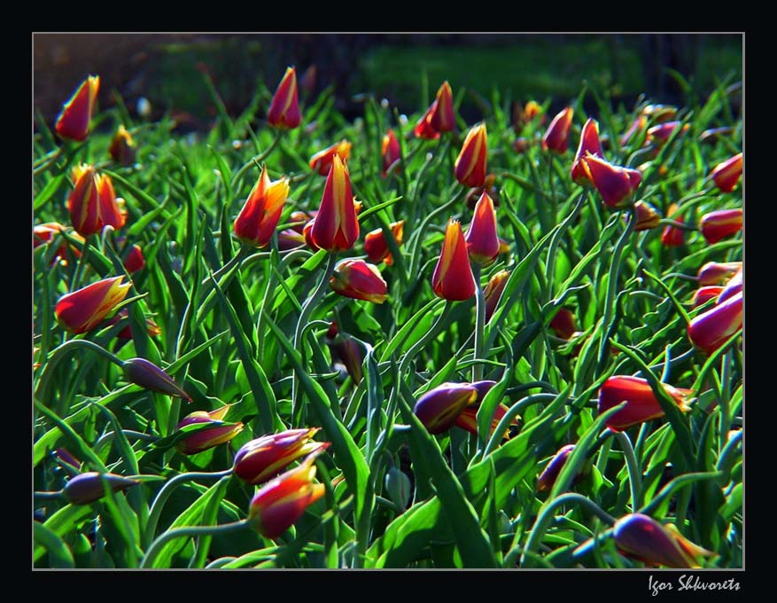 photo "Excitation" tags: nature, flowers