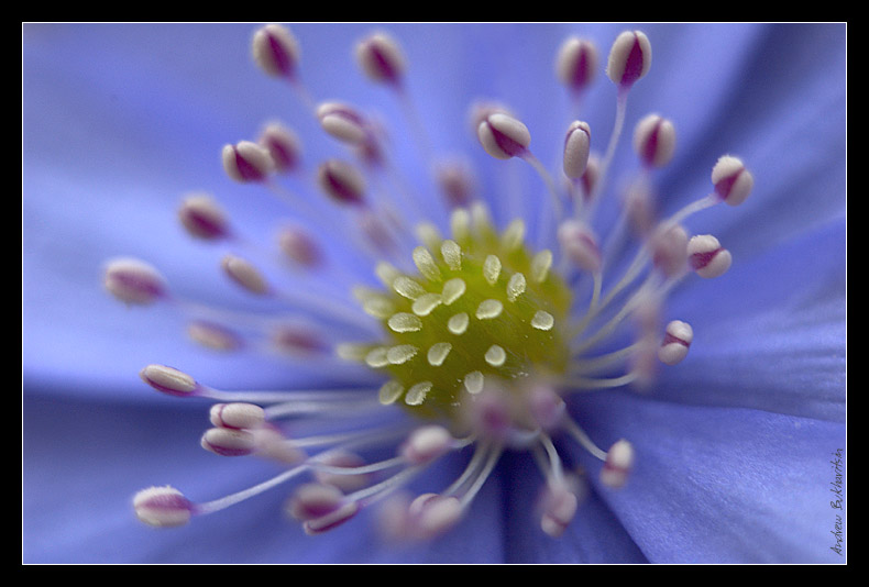 photo "Mauve miracle" tags: nature, macro and close-up, flowers