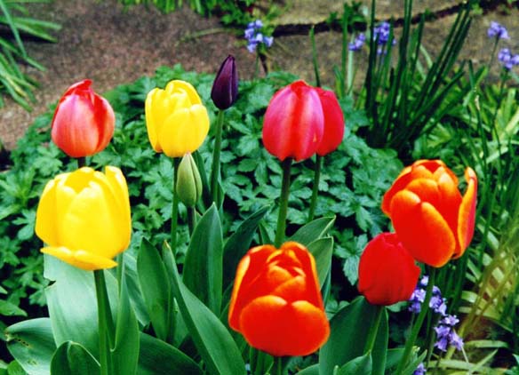 фото "Tulips from Amsterdam" метки: природа, натюрморт, цветы