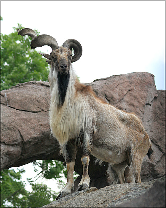 photo "Untitled photo" tags: nature, wild animals