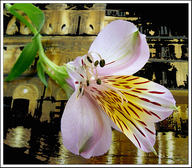 фото "The flower dreaming" метки: природа, цветы