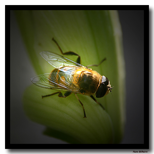 photo "Bee" tags: macro and close-up, 