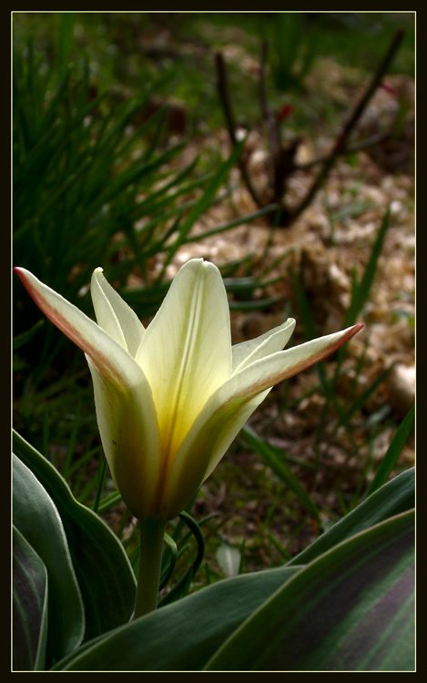photo "Reflection." tags: genre, macro and close-up, 