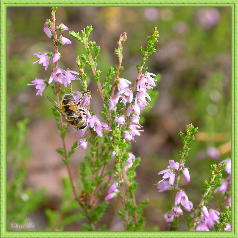 фото "Вересковый мед" метки: макро и крупный план, природа, цветы