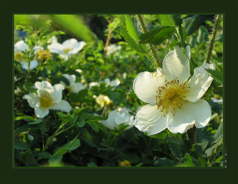 photo "Thorns and roses" tags: nature, flowers