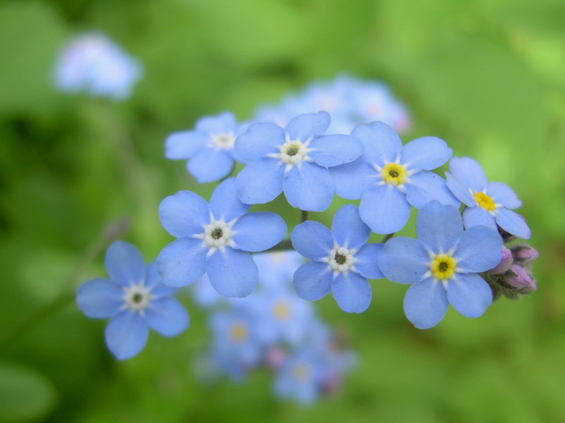 photo "The blue dreams" tags: macro and close-up, nature, flowers