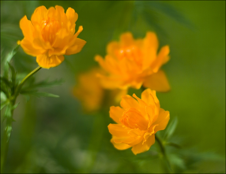 фото "***" метки: природа, цветы
