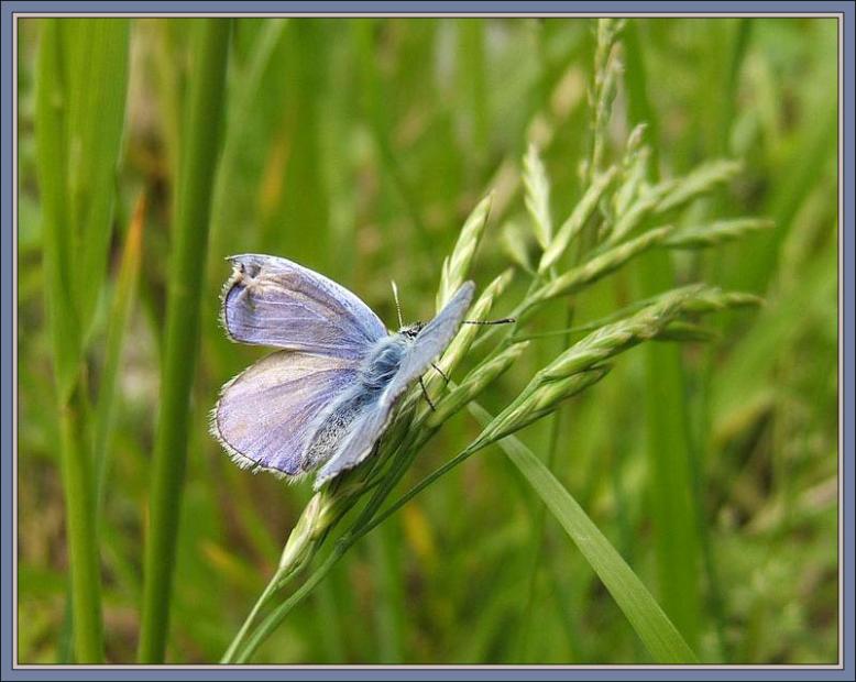 photo "Untitled photo" tags: macro and close-up, nature, insect