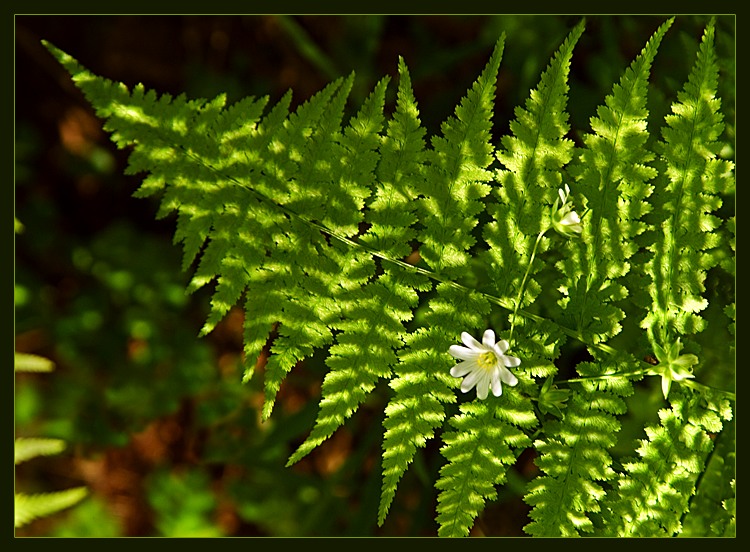 photo "Shadow" tags: nature, flowers