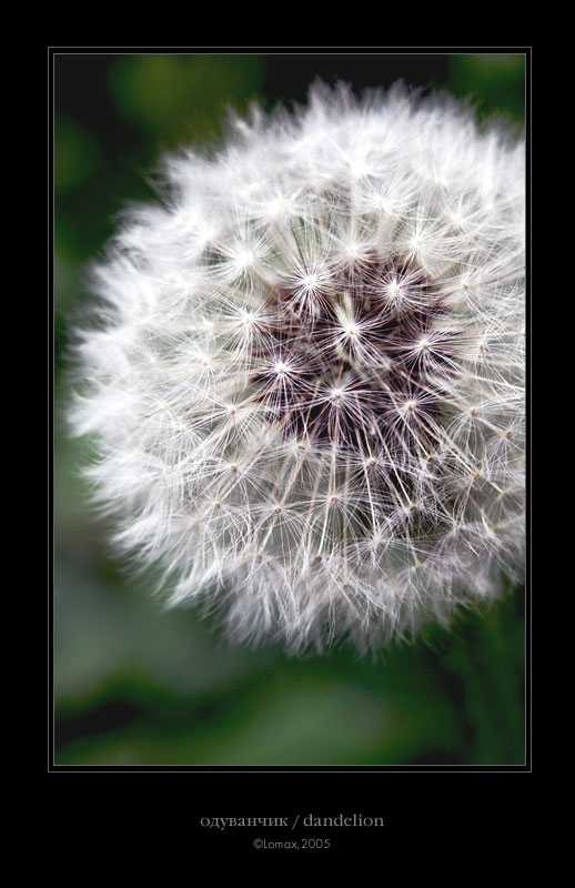 photo "dandelion" tags: nature, macro and close-up, flowers