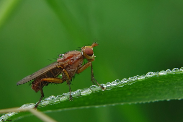 photo "Fly and dew" tags: nature, insect