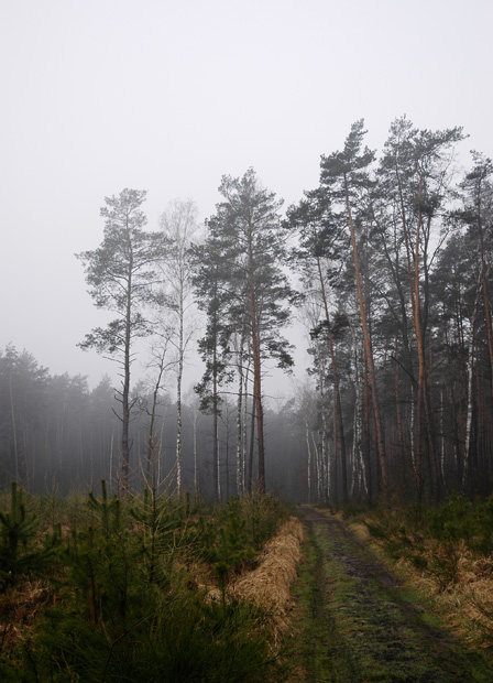 photo "still on my way" tags: landscape, forest