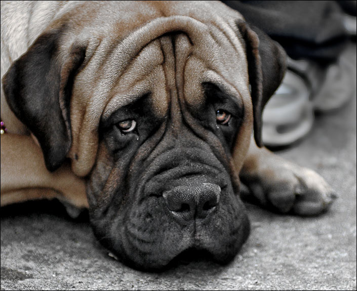 фото "Sad dog" метки: природа, домашние животные