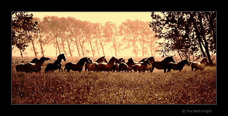 photo "Freedom..." tags: nature, landscape, forest, wild animals