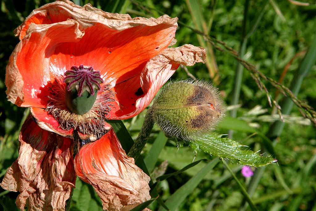 photo "Beginning to End" tags: macro and close-up, nature, flowers