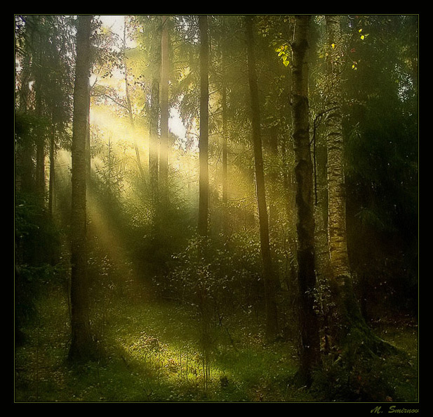 photo "Wood sacraments." tags: landscape, forest, summer