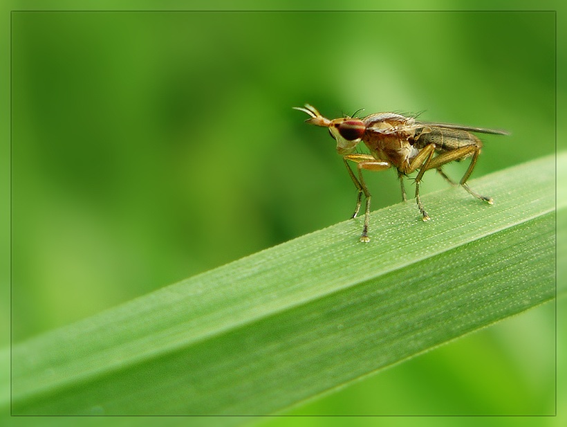 фото "Гламурчик на травинке." метки: природа, макро и крупный план, насекомое