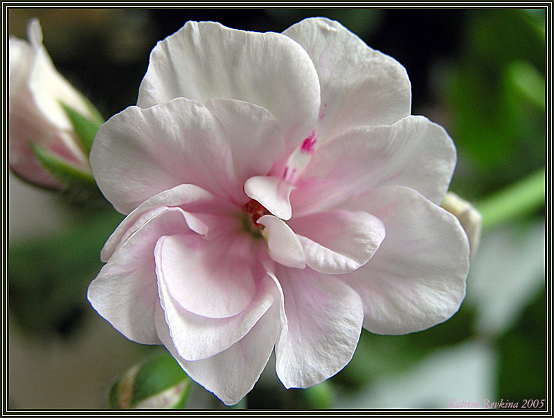 photo "Tenderness" tags: nature, macro and close-up, flowers