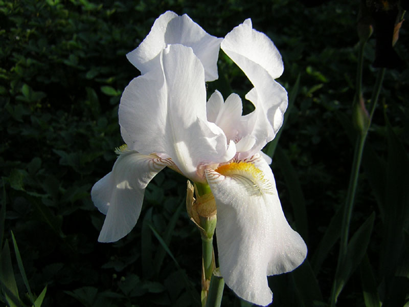 photo "iris" tags: macro and close-up, nature, flowers