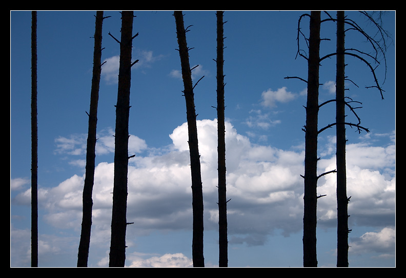 photo "Pines" tags: landscape, forest