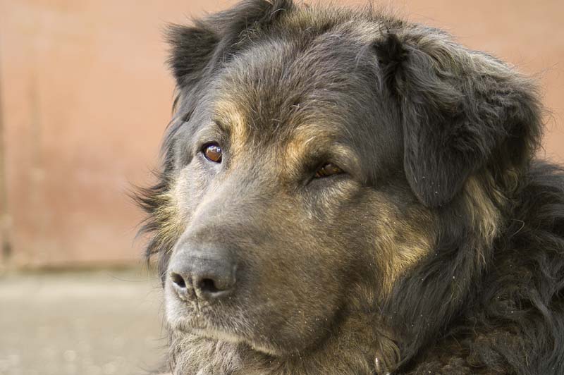 photo "Silver, the Dog" tags: portrait, 