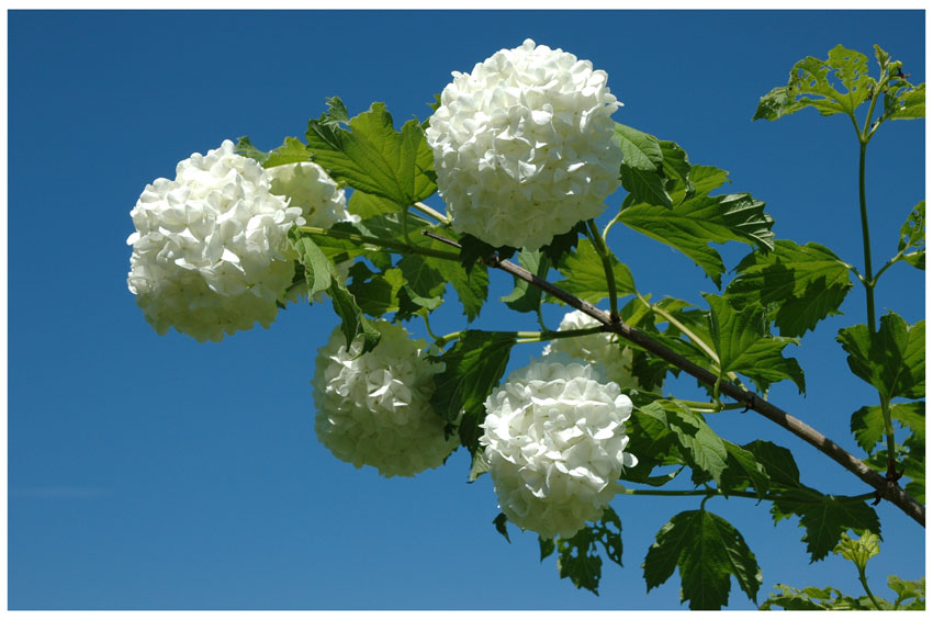 фото "Белые..." метки: природа, цветы