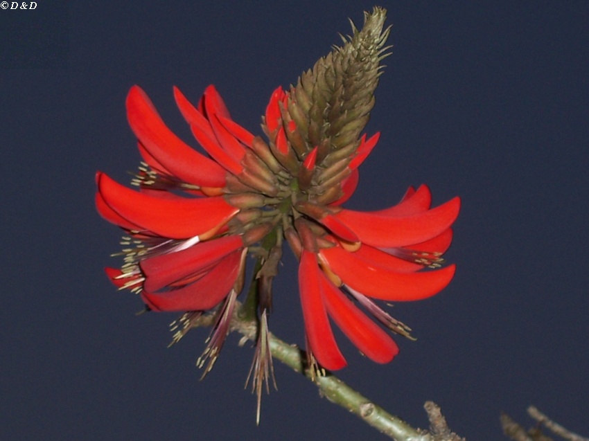 photo "Flower" tags: travel, nature, Australia