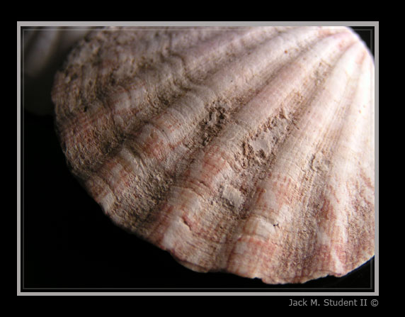 photo "Shell" tags: macro and close-up, nature, 