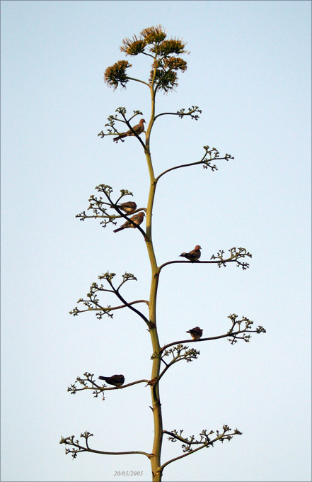 photo "Idyll" tags: travel, nature, Africa, flowers