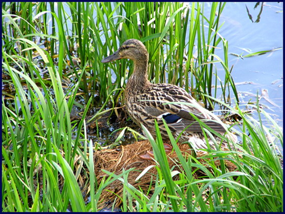 photo "Feathery neighbours of the big city" tags: nature, wild animals