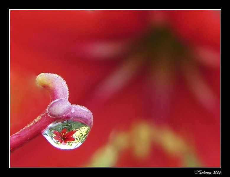 photo "Glavier" tags: macro and close-up, nature, flowers