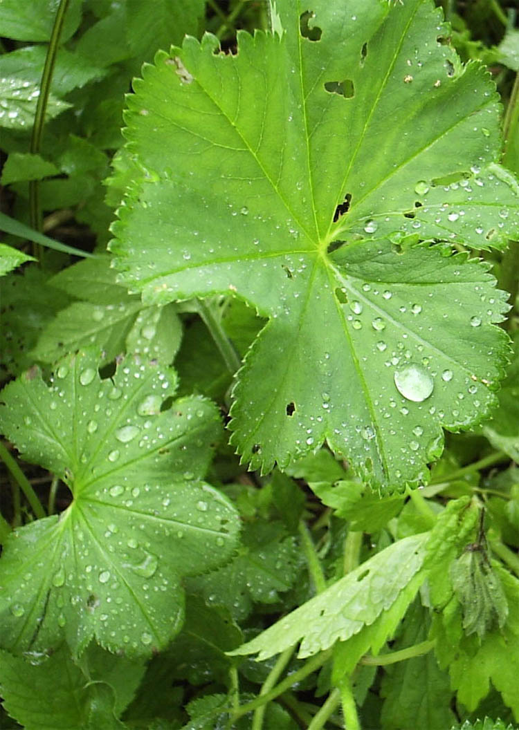 photo "waterdrops" tags: macro and close-up, nature, flowers