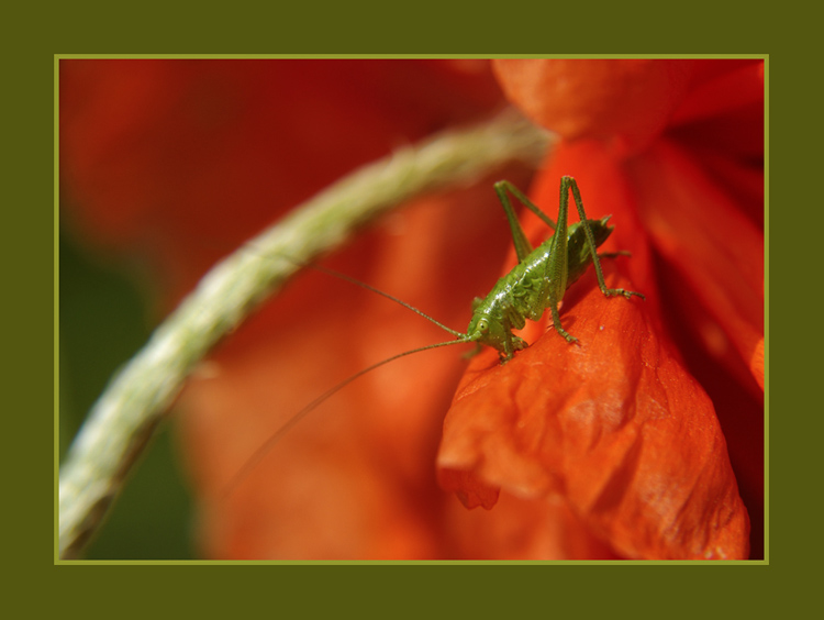 photo "Grasshopper" tags: nature, insect