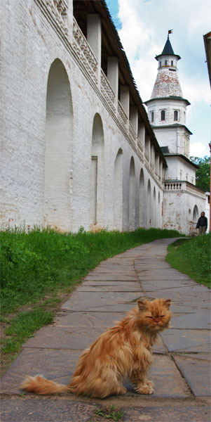 photo "From a series " Monastic cats ". 2." tags: nature, montage, pets/farm animals