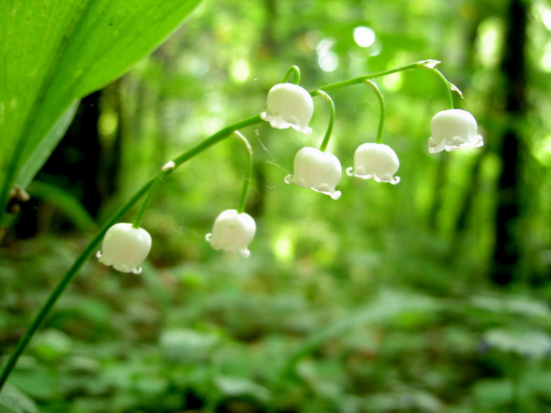 photo "Green and White" tags: nature, macro and close-up, flowers