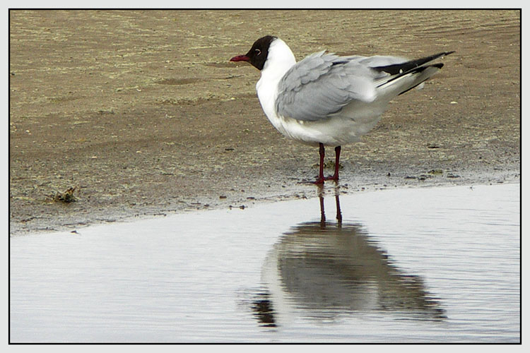 photo "A sea-gull on the beach" tags: genre, 