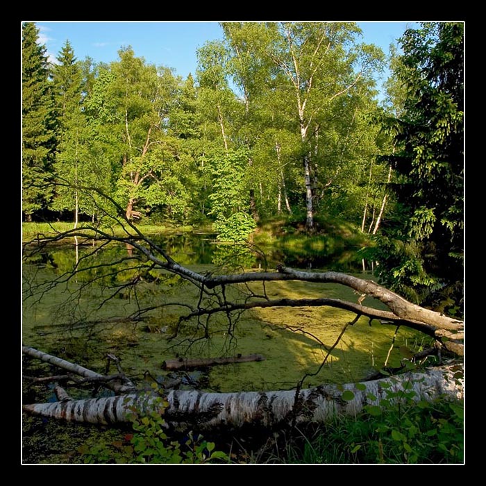 photo "Dream in silence" tags: landscape, summer, water