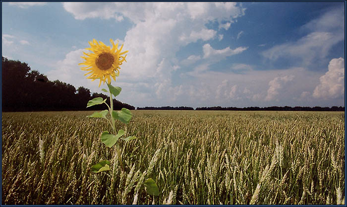 photo "Se ha perdido" tags: landscape, clouds, summer