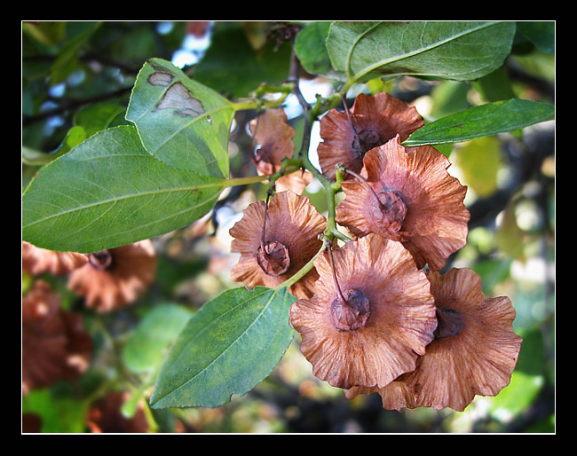 photo "Life after a life" tags: nature, macro and close-up, flowers