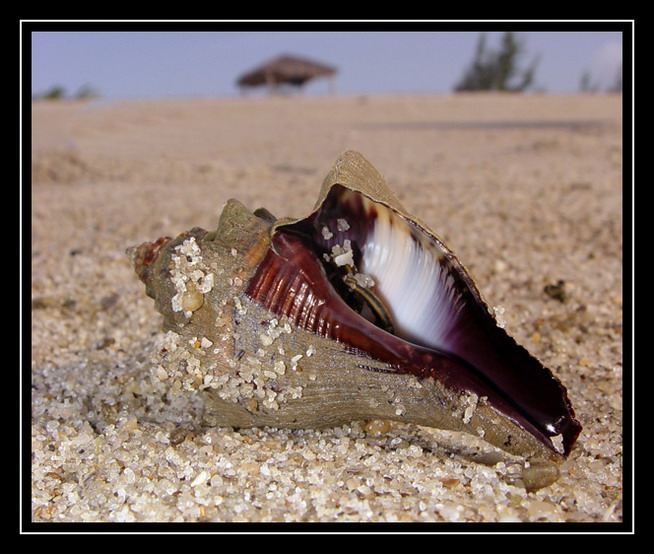 photo "Shell in the sand" tags: macro and close-up, nature, wild animals