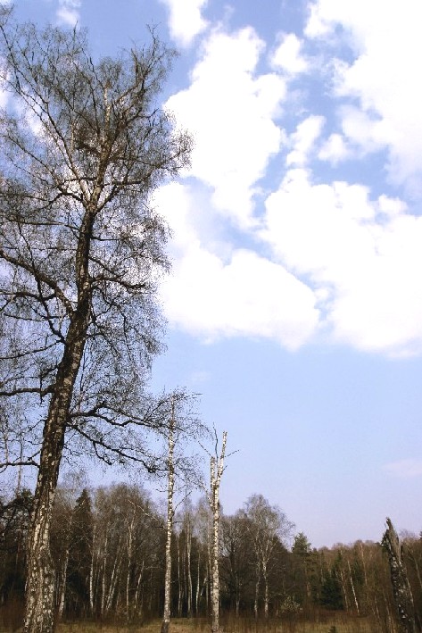 photo "Vioshky 2005" tags: landscape, forest