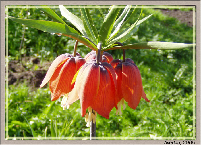 фото "Рябчик императорский" метки: природа, цветы