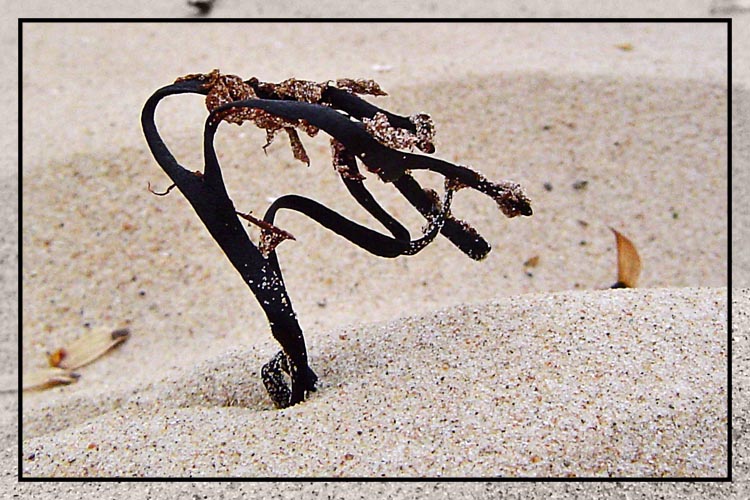 photo "Something on the beach" tags: macro and close-up, 