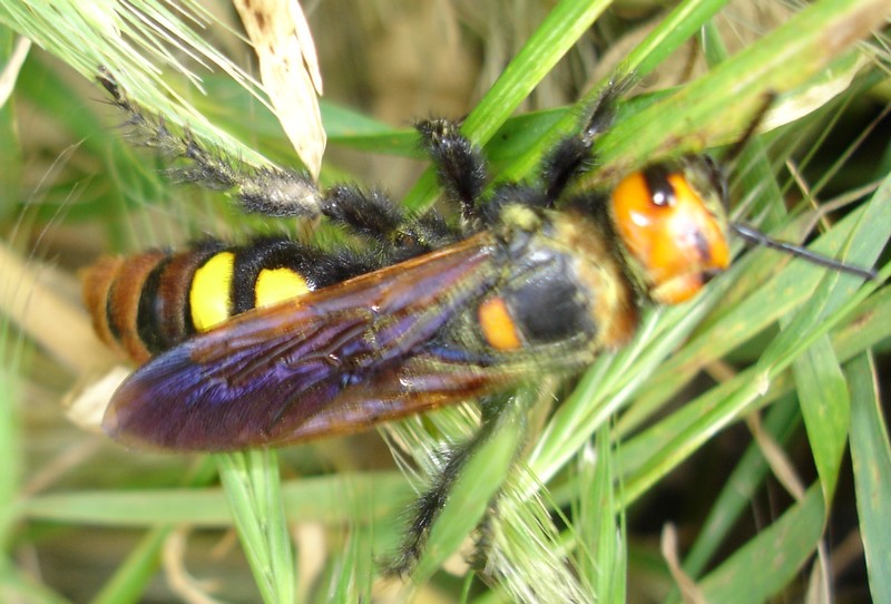 photo "hornet" tags: nature, macro and close-up, insect