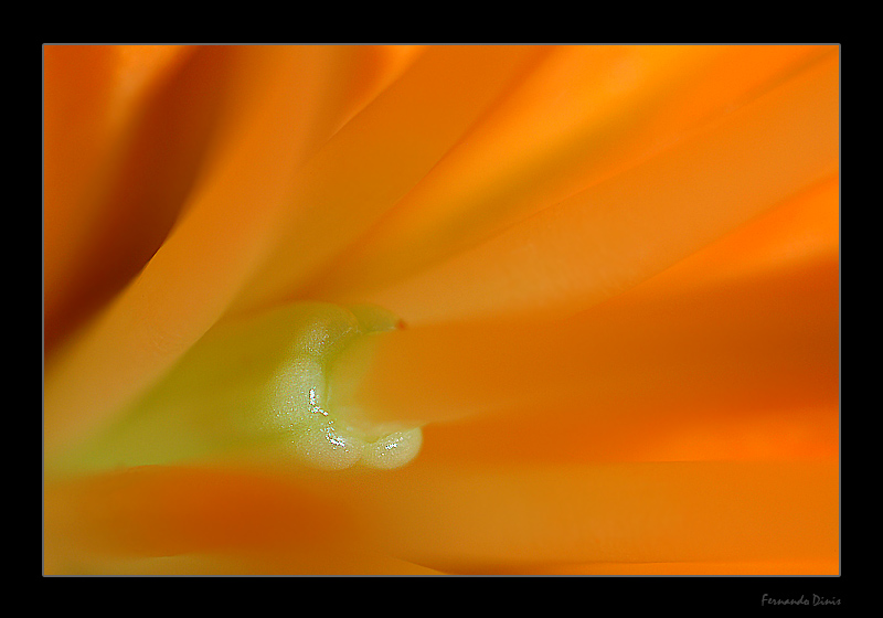 photo "Freshness inside" tags: nature, macro and close-up, flowers