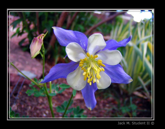 photo "Columbine" tags: macro and close-up, nature, flowers